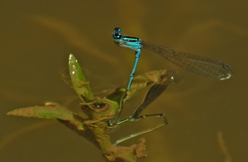 Pair with ovipositing female
2005_07_23_Chattooga